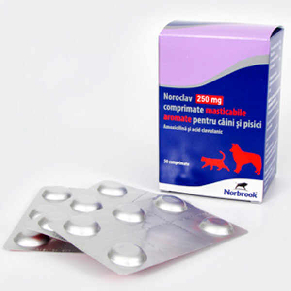 Noroclav 250 mg x 5 TABLETE MASTICABILE