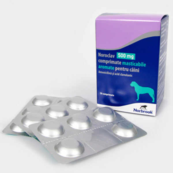 Noroclav 500 mg x 5 TABLETE MASTICABILE