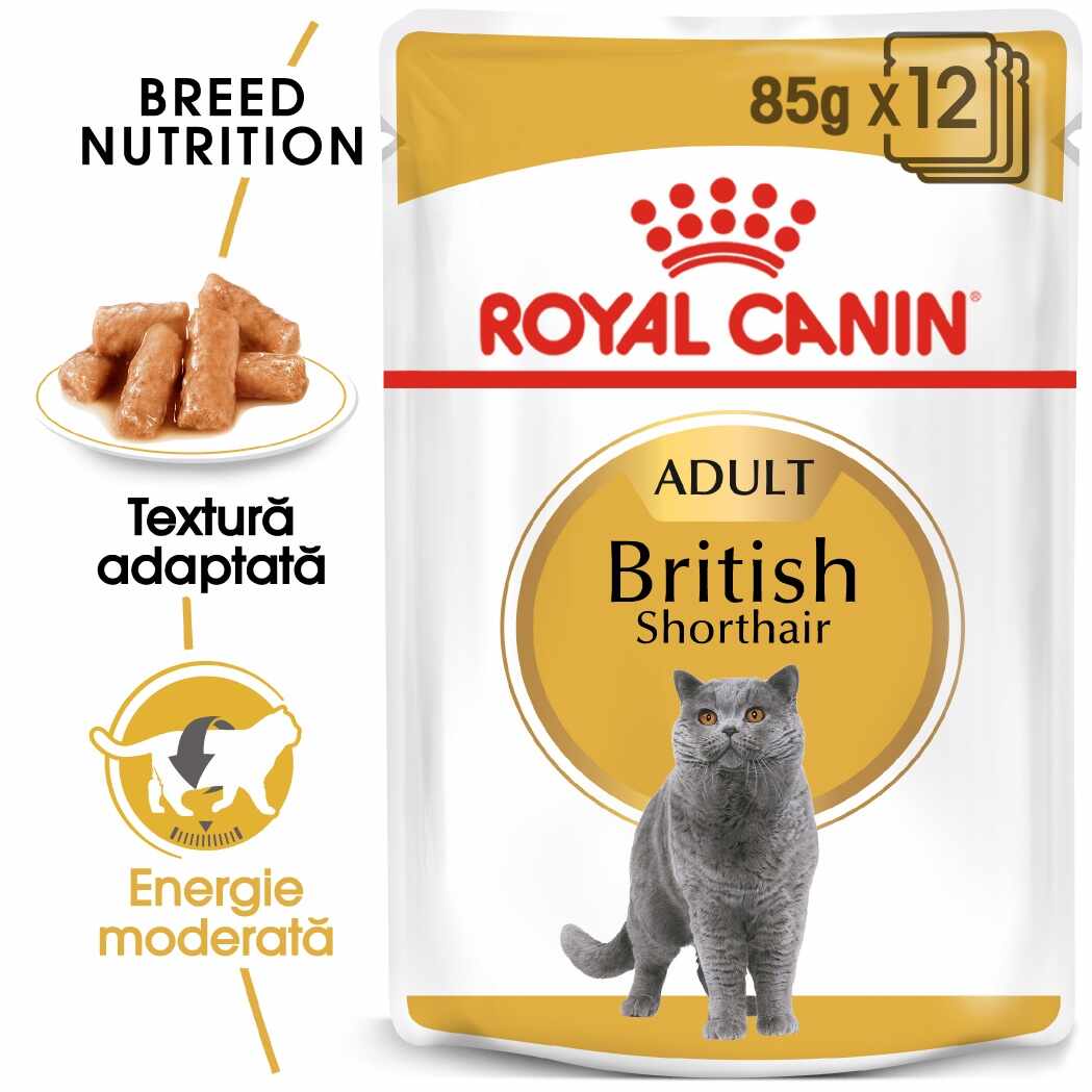 Royal Canin British Shorthair Adult hrana umeda pisica (in sos), 12 x 85 g