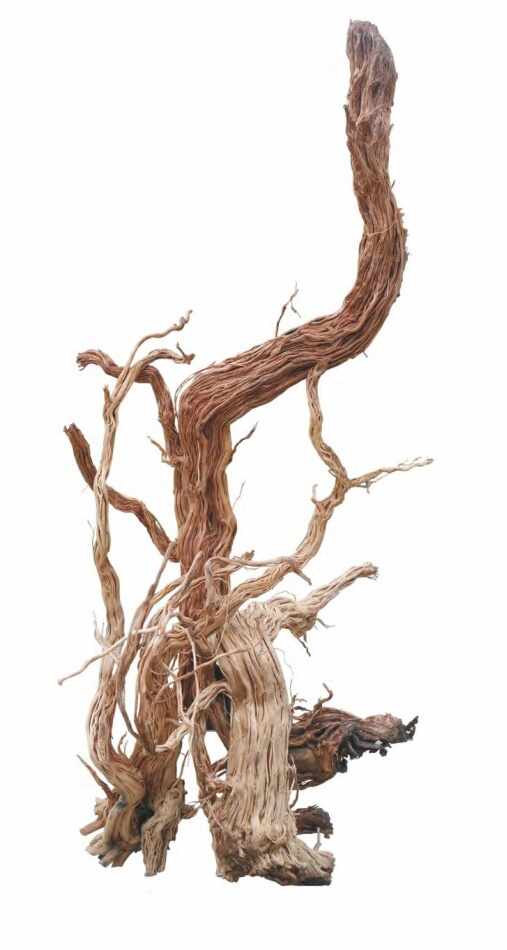 Radacina Azaleea Wood 100-250 cm / pret Kg