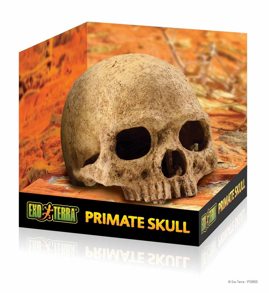 Decor pentru terariu Exo Terra Primate Skull 14.2x16.2x16.2cm