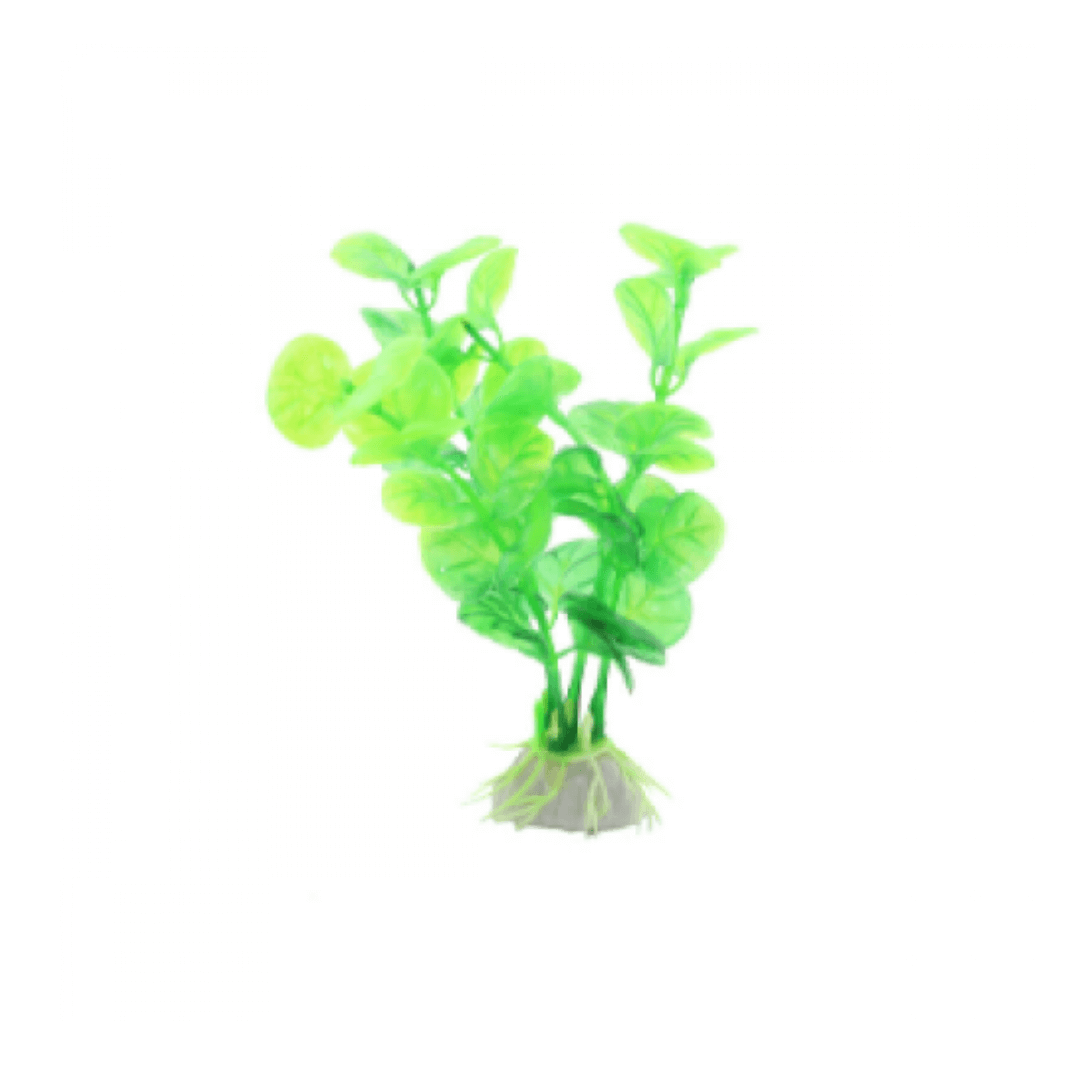 Planta decor pentru acvariu Enjoy Bacopa verde 10 cm
