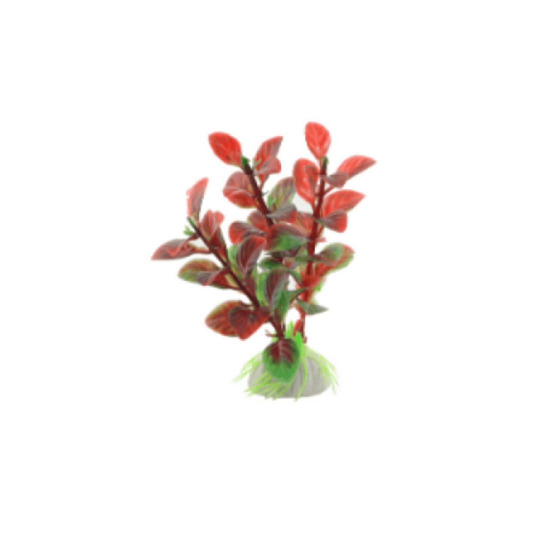 Planta decor pentru acvariu Enjoy Ludwigia rosie 10 cm