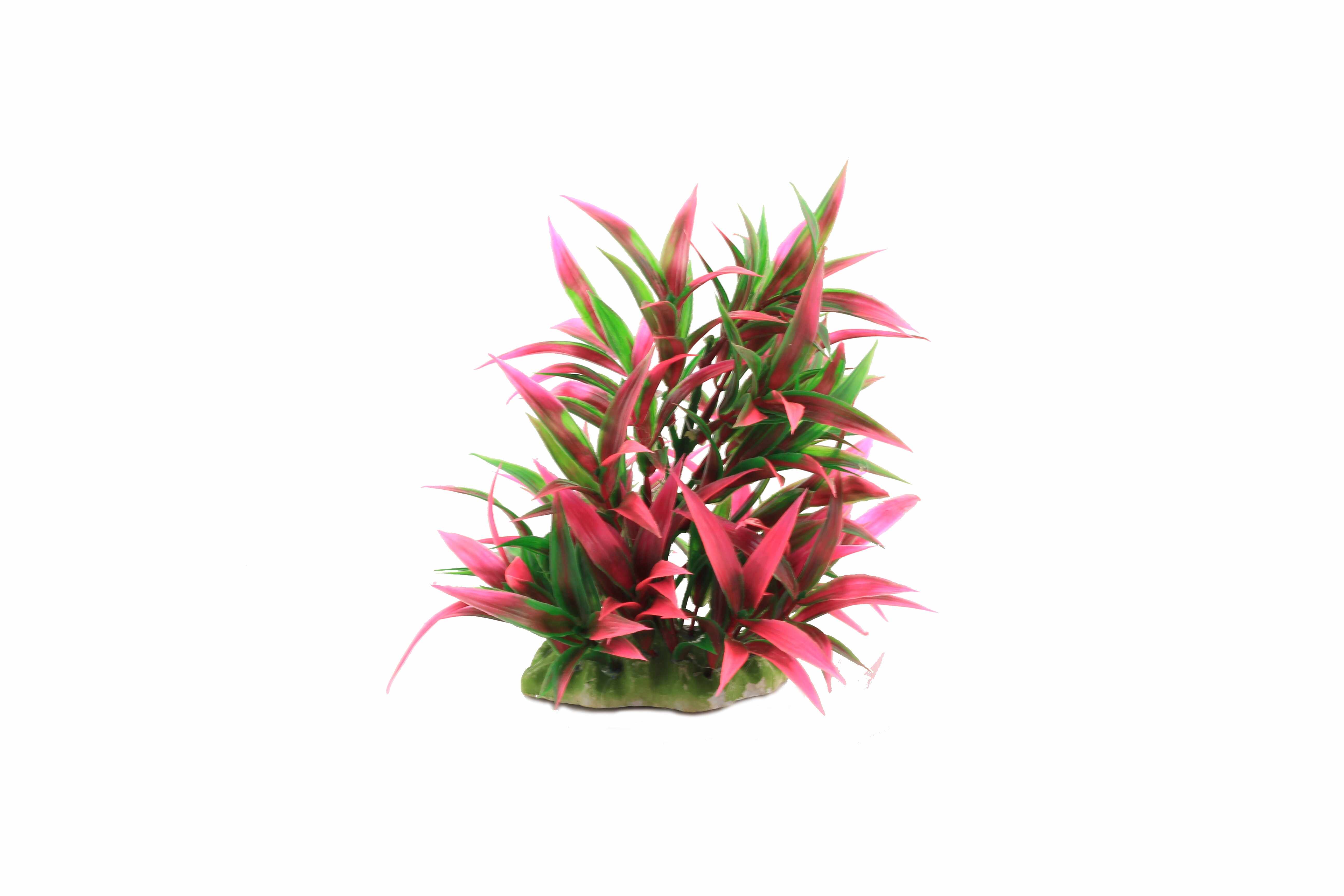 Planta decorativa pentru acvariu Rotala Macrandra 16cm
