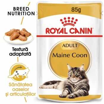 Royal Canin Maine Coon Adult, bax hrană umedă pisici, (în sos), 85g x 24